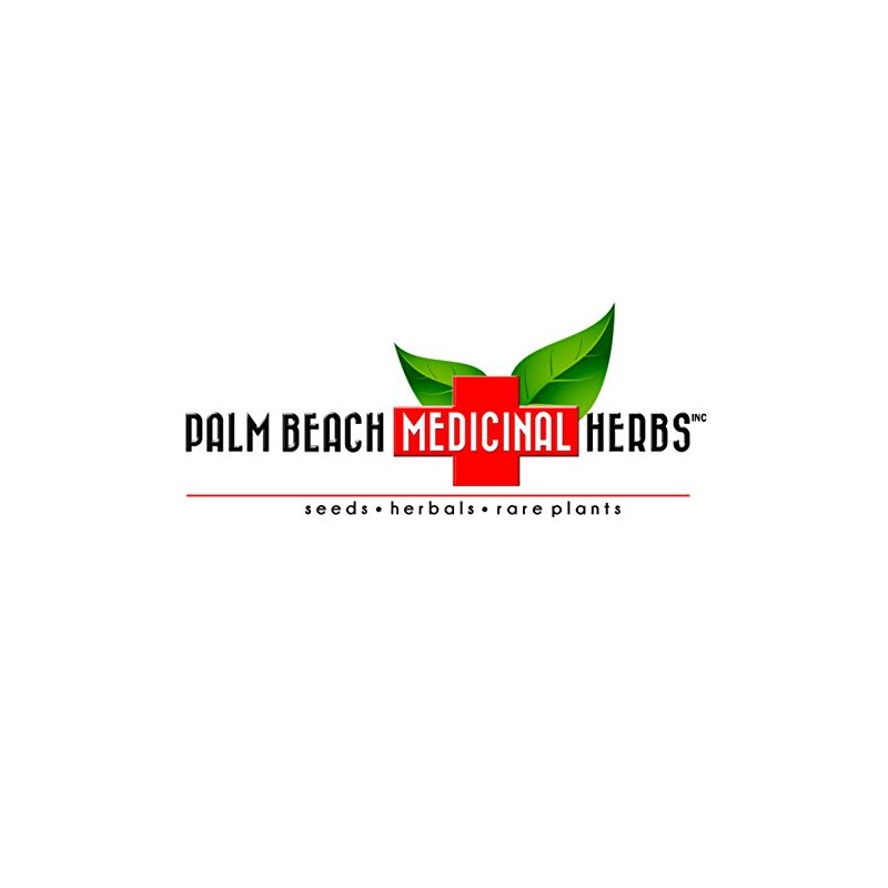 Palm Beach Medicinal Herbs - Mammoth Long Island Dill (Anethum