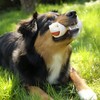 8in1 Triple Flavour Bone M - chewy dog bone with