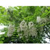 Black Locust (Robinia pseudoacacia), 50 seeds