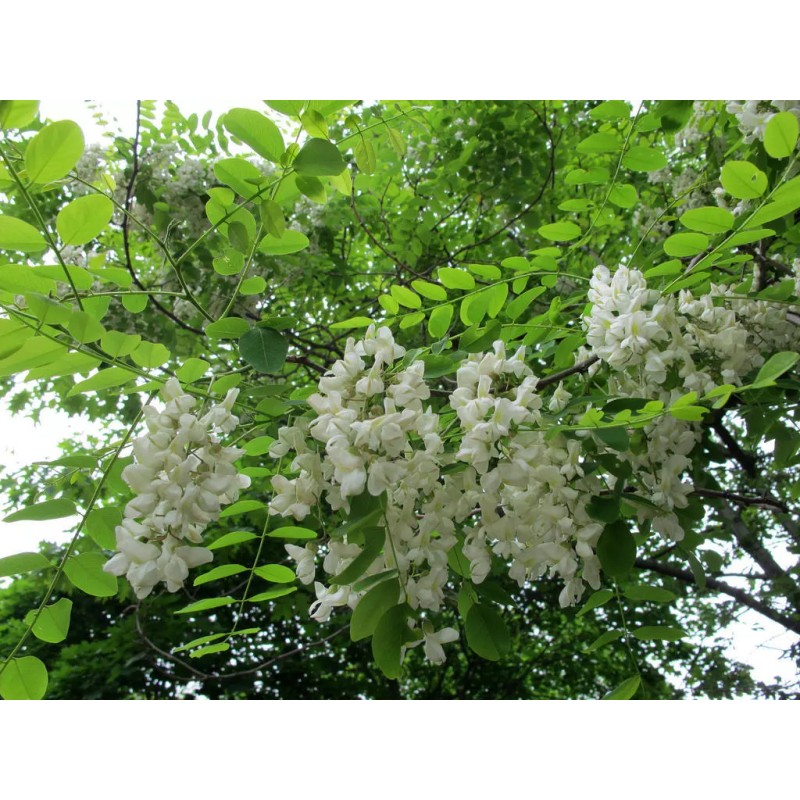 Black Locust (Robinia pseudoacacia), 50 seeds