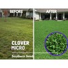 Southern Seeds Clover, Micro (Mini) - 10,000 Seeds - Lawn