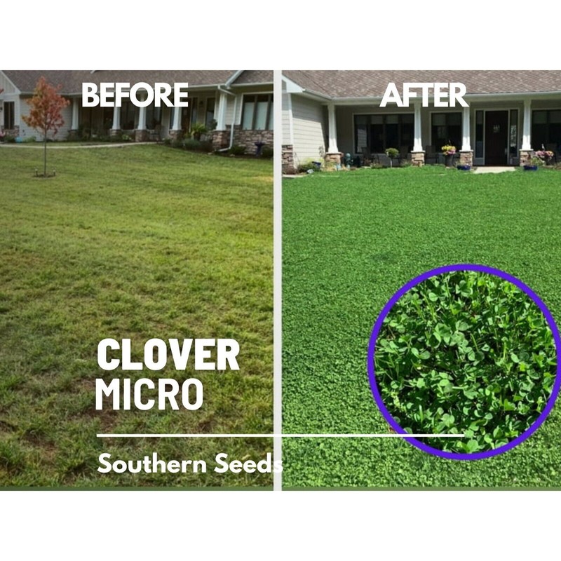 Southern Seeds Clover, Micro (Mini) - 10,000 Seeds - Lawn