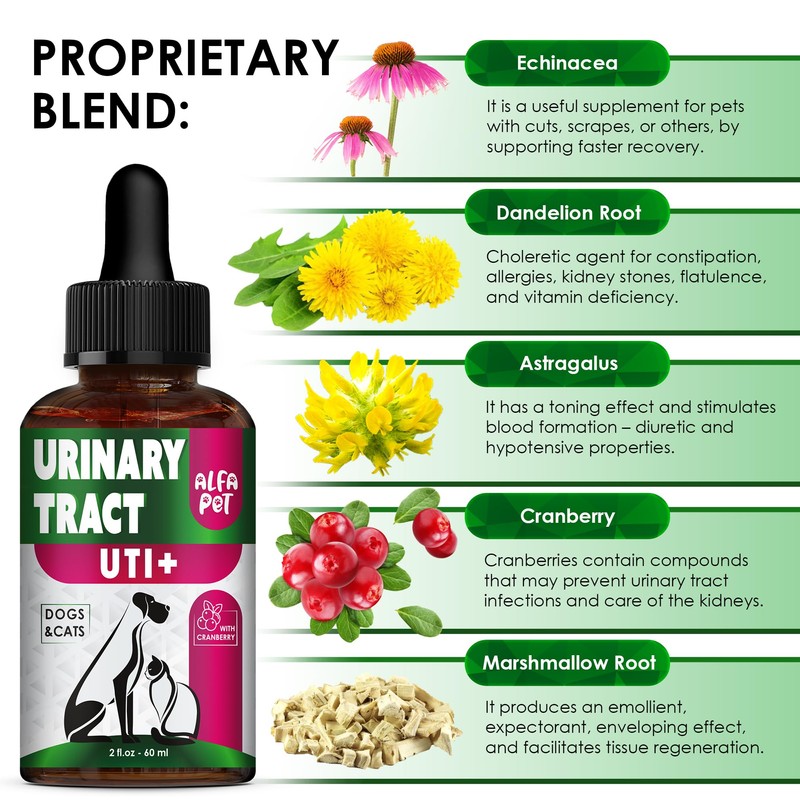 Сat Urinary Tract Infection Treatment with Cranberry – Dog UTI