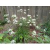 Fresh Pick Unit]Perennial Onions Egyptian Walking Garlic Chives Bulbs Starts