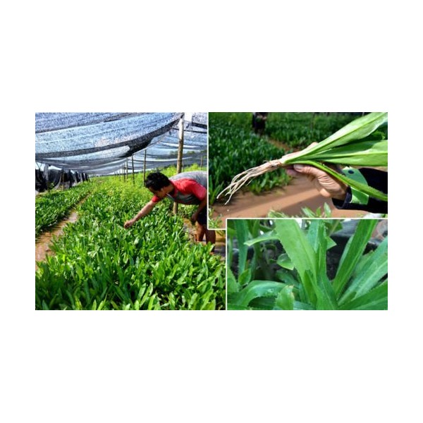 1,000 Seeds Recao,Culantro seeds,Cilantro ancho,Parsley seeds (Eryngium foetidum)