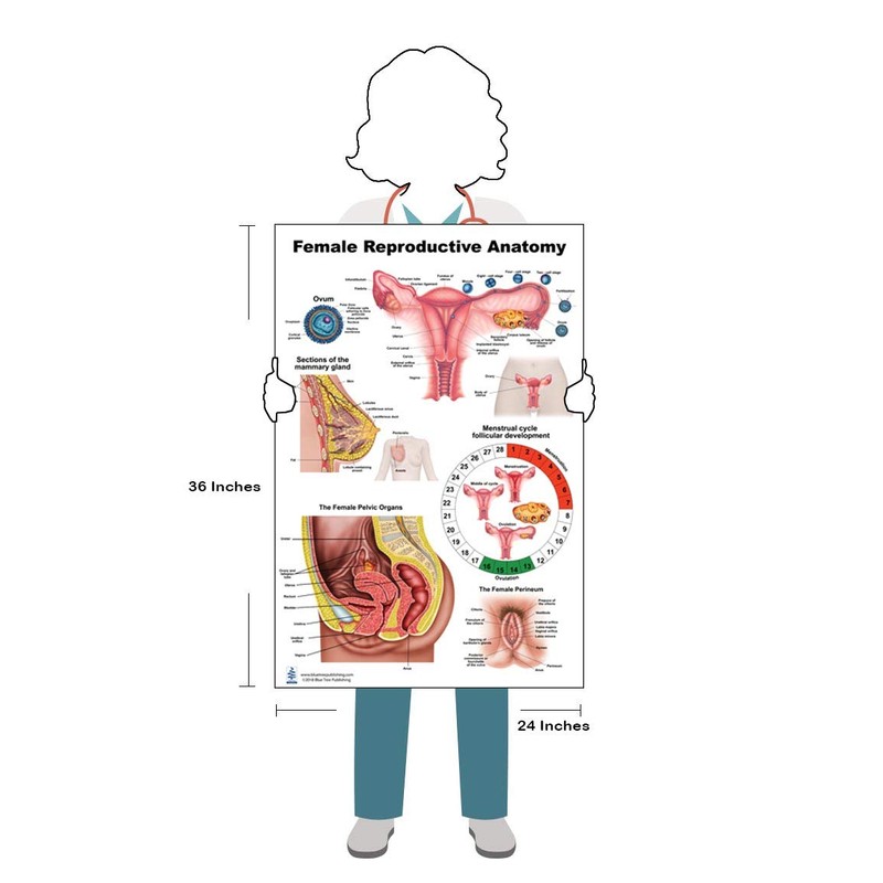 Female Large Poster Set, Include Preganancy and Birth, Female Anatomy,