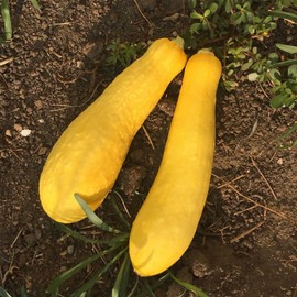 Early Prolific Straightneck Summer Squash Garden Seeds - 1 Lb - Heirloom, Non-GMO - Vegetable Gardening Seed - Straight Neck Yellow Squash