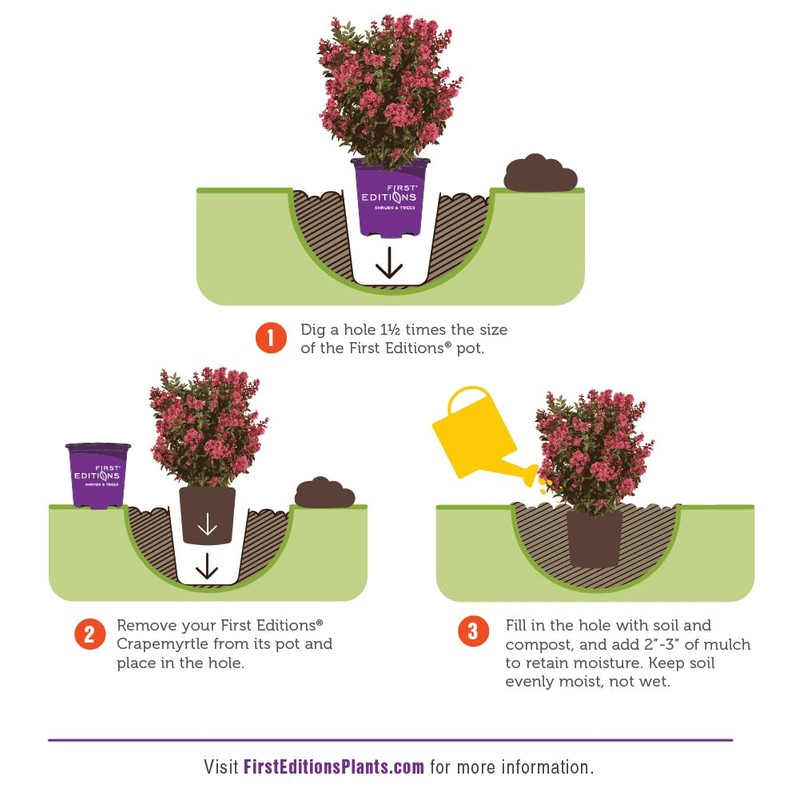 First Editions Plum Magic Crape Myrtle, Plum-Colored Flowering, Low-Maintenance, 12-18