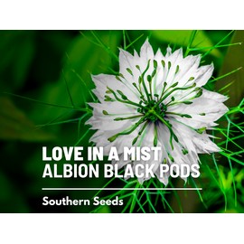 Love in a Mist, Albion Black Pods - 100 Seeds (Nigella Damascena)