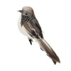 Qianly Elegant Grey Feathered Sparrow Bird Clip - Lifelike Home