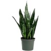 American Plant Exchange Snake Plant–Medium 6-Inch Pot Green Sansevieria Zeylanica,