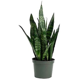American Plant Exchange Snake Plant–Medium 6-Inch Pot Green Sansevieria Zeylanica, Low-Maintenance, Air-Purifying Live Houseplant for Home, Office, or Outdoor Garden Décor–Great Gift for Plant Lovers