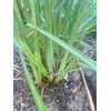 Lemon Grass Stalks, Freshly Harvested, 10 Count, For Thai Cooking