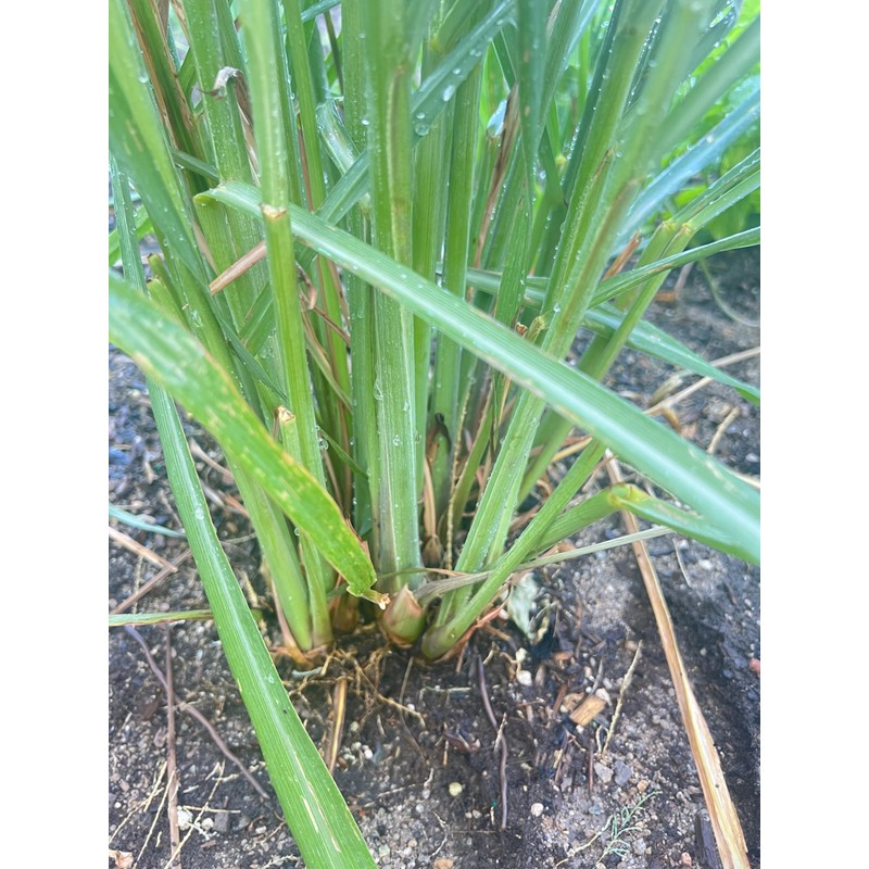 Lemon Grass Stalks, Freshly Harvested, 10 Count, For Thai Cooking