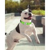 TagME Small Dog Collars, Adjustable Reflective Nylon Pet Collar with
