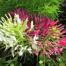 SeedsUP - 200+ Seeds Spider Plant Queen Mix Cleome - Flower Multicolor