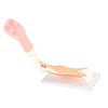 Arm Moving Model Anatomical Elbow Joint Motion Model Primary School