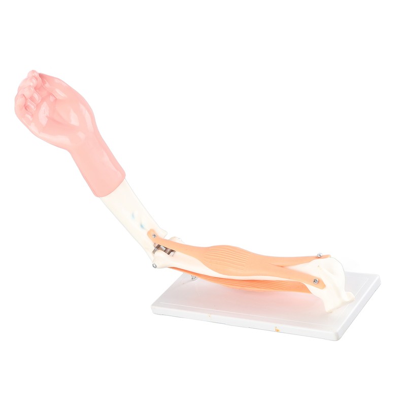 Arm Moving Model Anatomical Elbow Joint Motion Model Primary School