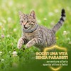 2 Collare Antipulci per Gatti, Collare Antiparassitario Sicuro ed Efficace,