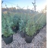 Carolina Sapphire Blue Cypress - (2.5 QT) | Evergreen |