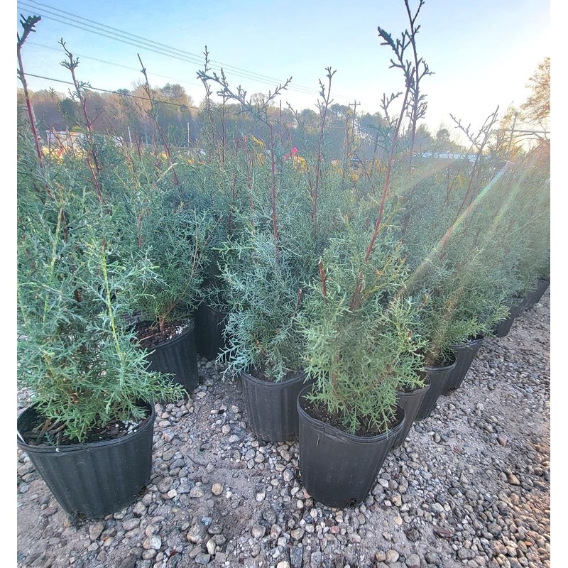 Carolina Sapphire Blue Cypress - (2.5 QT) | Evergreen |