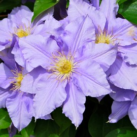 Blue Clematis Seeds Herbaceous Perennials Showy Flowers Attract Butterflies & Hummingbirds Vibrant Blooms Attractive Appearance Grow on Trellises, Arbors, Fences 25Pcs by YEGAOL Garden