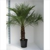 CEMEHA SEEDS - Seeds Canary Palm Tree (Scientific Name: Phoenix