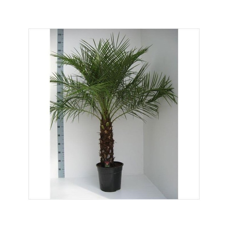 CEMEHA SEEDS - Seeds Canary Palm Tree (Scientific Name: Phoenix