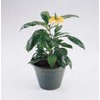 Outsidepride Crossandra Yellow Splash - 30 Seeds