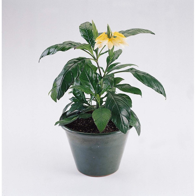 Outsidepride Crossandra Yellow Splash - 30 Seeds