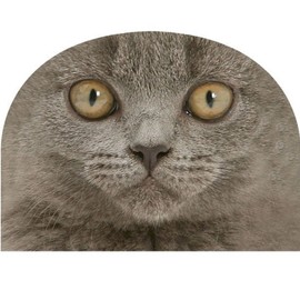 tea cosy british shorthair grey