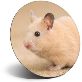 Destination Vinyl ltd Magnet for Refrigerator, Fridge - Cute Rodent Mouse Hamster for Office, Cabinet and Whiteboard, Magnetic Stickers, 3709