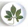 TooGet Wild Jiaogulan Loose Leaf Tea, Premium Gynostemma Pentaphyllum Herbs,