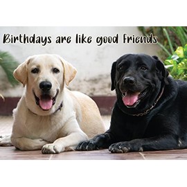 Glory To Dog Birthdays Are Like Good Friends Labrador Retrievers Birthday Card with Greeting Card Mailing Envelope