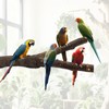 8PCS Bird Perch Natural Wooden Parrot Parakeet Toy Stand Branches
