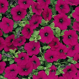 Petunia - Wave Series Flower Garden Seed - 100 Pelleted Seeds - Purple Blossom - Annual Flowers - Wave Petunia Seeds - Spreading Petunias