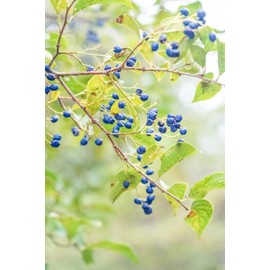 Sapphire Beauty Berry Bush Seeds for Planting - Symplocos paniculata (6 Seeds)