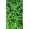 Tree 20 FRESH cuttings of Red Eastern Cedar for rooting,