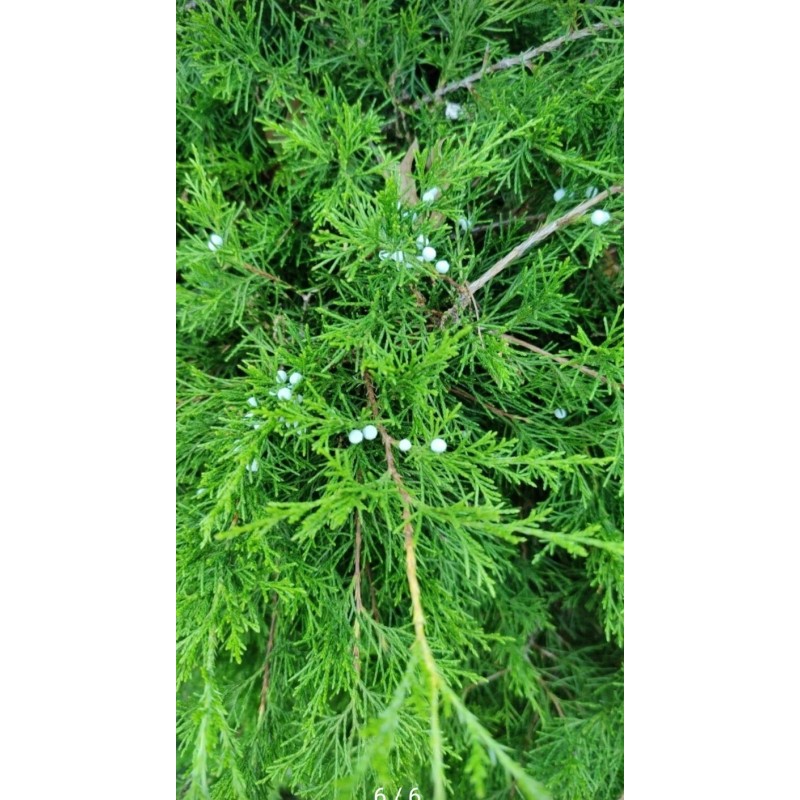 Tree 20 FRESH cuttings of Red Eastern Cedar for rooting,