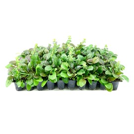 Ajuga Reptans Bronze Beauty | 3 Live Plants | Carpet Bugle | Cold Hardy Shade Tolerant Low Maintenance Groundcover