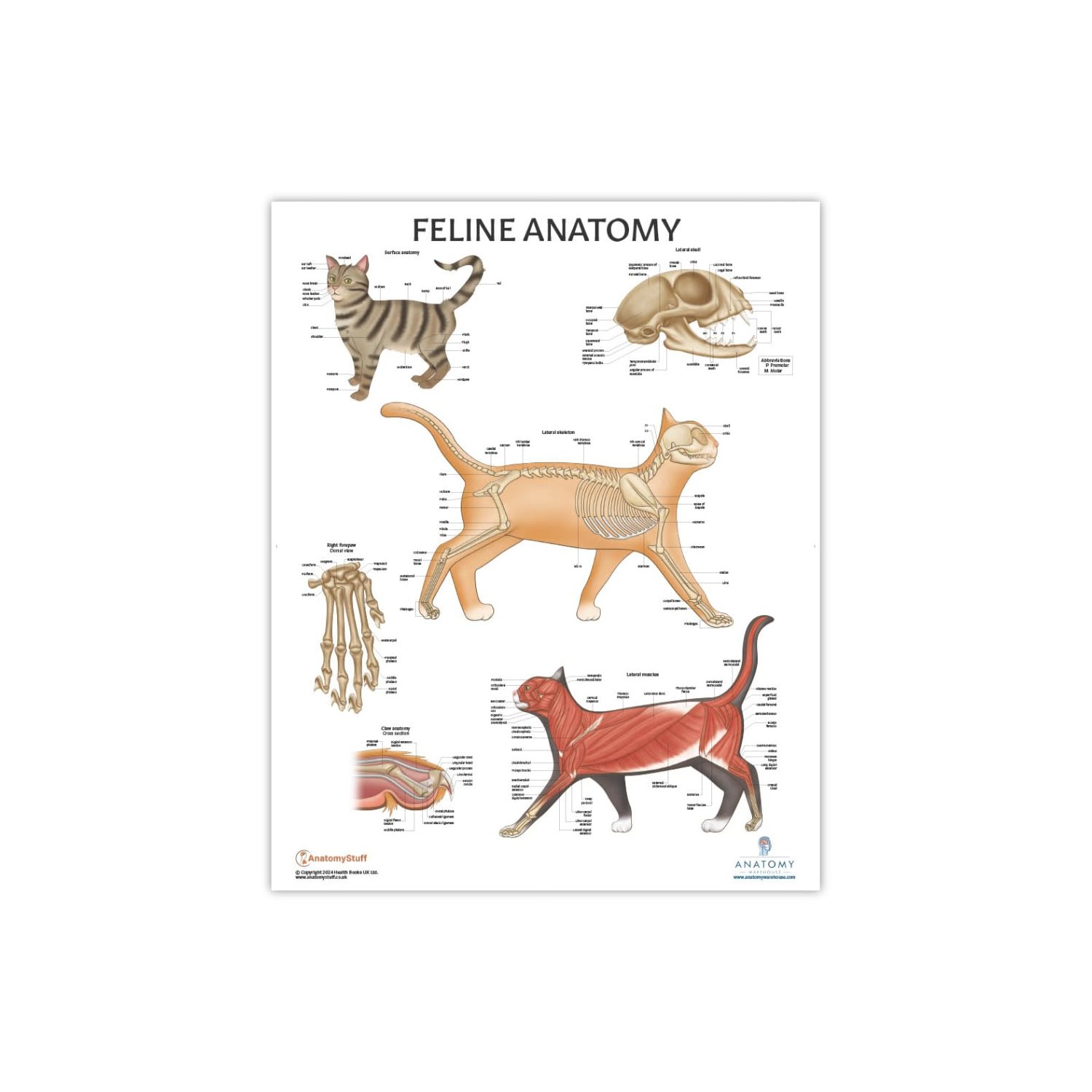 Anatomy Lab Feline Anatomy Poster, 17.3 x 22.5 Inches, Anatomical Chart ...