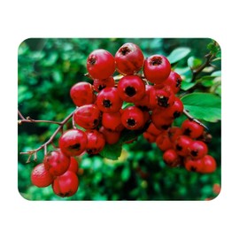 PYRACANTHA COCCINEA Scarlet Firethorn Live Plant Hedge Espalier Red Berry White Flower Seasonal Color Starter Size 4 Inch Pot Emerald R