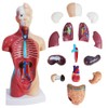 Merinden Medical Anatomy Model Set, Human Torso Heart and Skeleton
