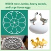 Vanshly,10 Egg Capacity Jumbo Goose Heavy Breeds Tray Fits Nurture