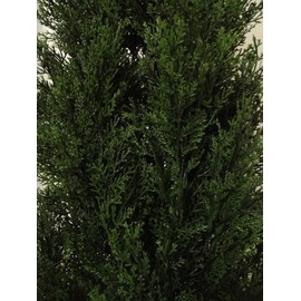 Two 3 Foot Outdoor Artificial Cedar Trees Potted Plants