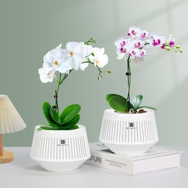 Meshpot 12cm Orchid Pots with Holes for Repotting, Set of 1, Decorative Orchid Planters with Air Pruning and Good Air Circulation, White Plastic Orchid Containers with Saucers