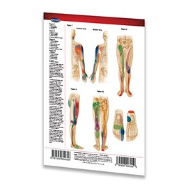 Trigger Points II: Extremities - Meridian Points Pocket Reference Chart - Reflexology Quick Reference Guide by Permacharts