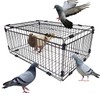 Bird Trap Cage Pigeon Quail Chicken Outdoor Trapping Live Small