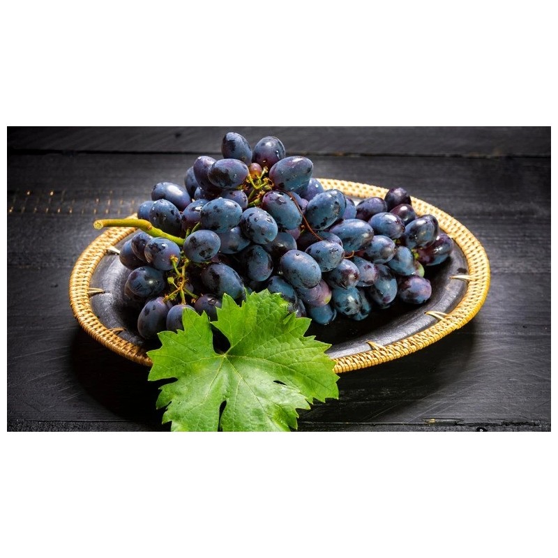 Ozark Mountain Plants 2 - THOMCORD Seedless Live Grape Vine