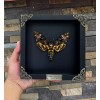 Real Framed Death Head Moth Acherontia Entomology Wooden Frame Taxidermy